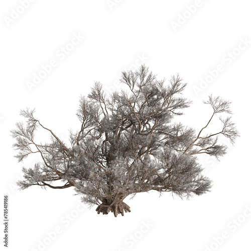 3d illustration of Psorothamnus spinosus tree isolated on transparent background photo