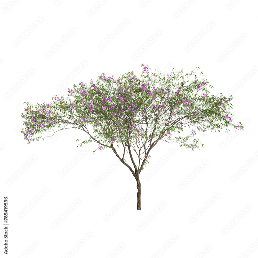 3d illustration of Chilopsis linearis tree isolated on transparent background