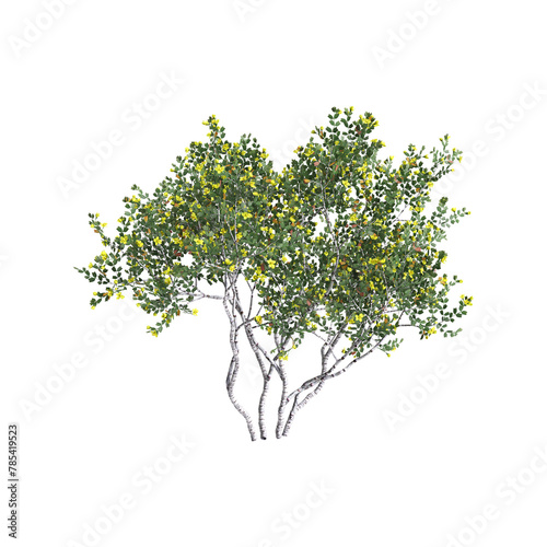 3d illustration of Larrea cuneifolia tree isolated on transparent background