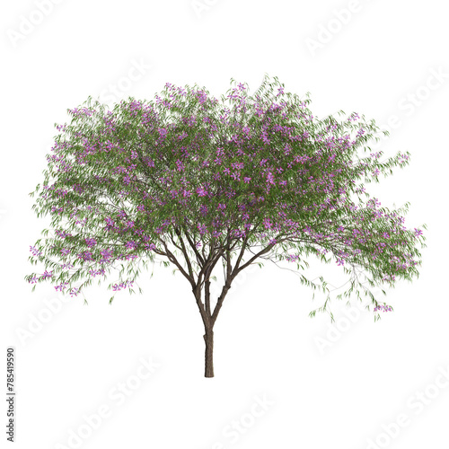 3d illustration of Chilopsis linearis tree isolated on transparent background photo