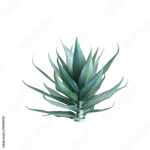 3d illustration of Agave shawii x attenuata bush isolated on transparent background photo