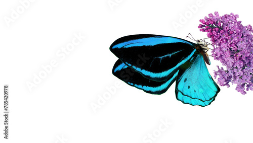 Flying bright blue tropical butterfly on purple lilac flowers isolated on whi...