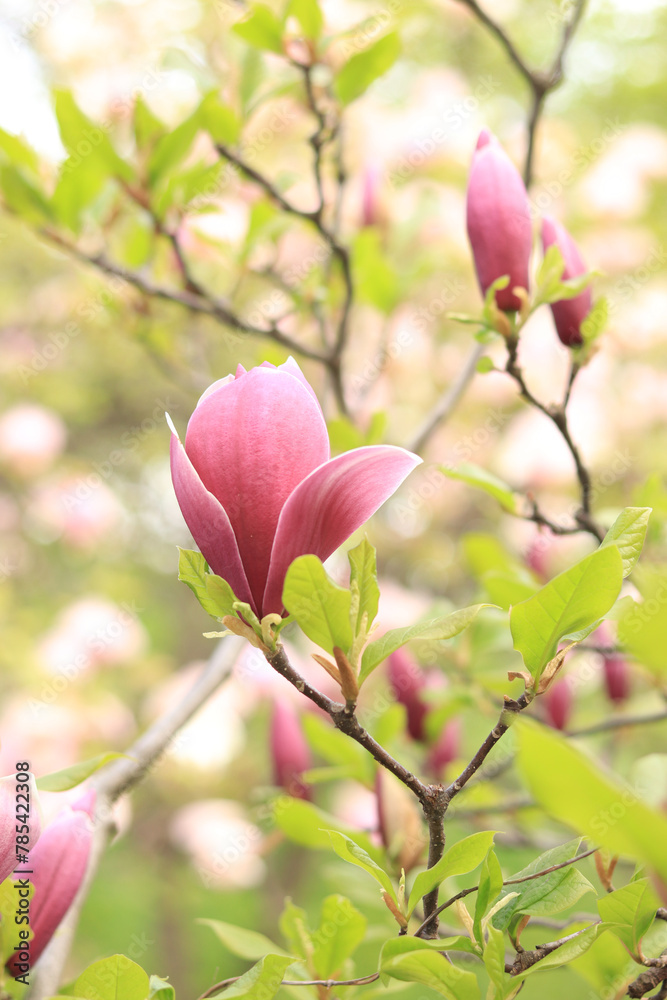 Fototapeta premium Pink magnolia flowers close up. Blooming tree in spring. Magnolia flowers on a branch. Natural spring background with beautiful flowers. Elegant and delicate flower