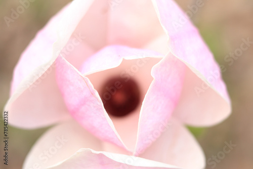 Pink magnolia flowers close up. Blooming tree in spring. Magnolia flowers on a branch. Natural spring background with beautiful flowers. Elegant and delicate flower