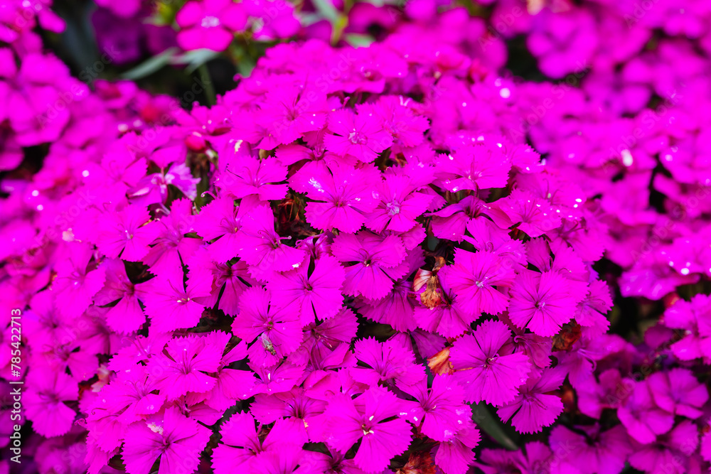 Dianthus Jolt Flowers in Australia Dianthus Jolt Flowers in Australia