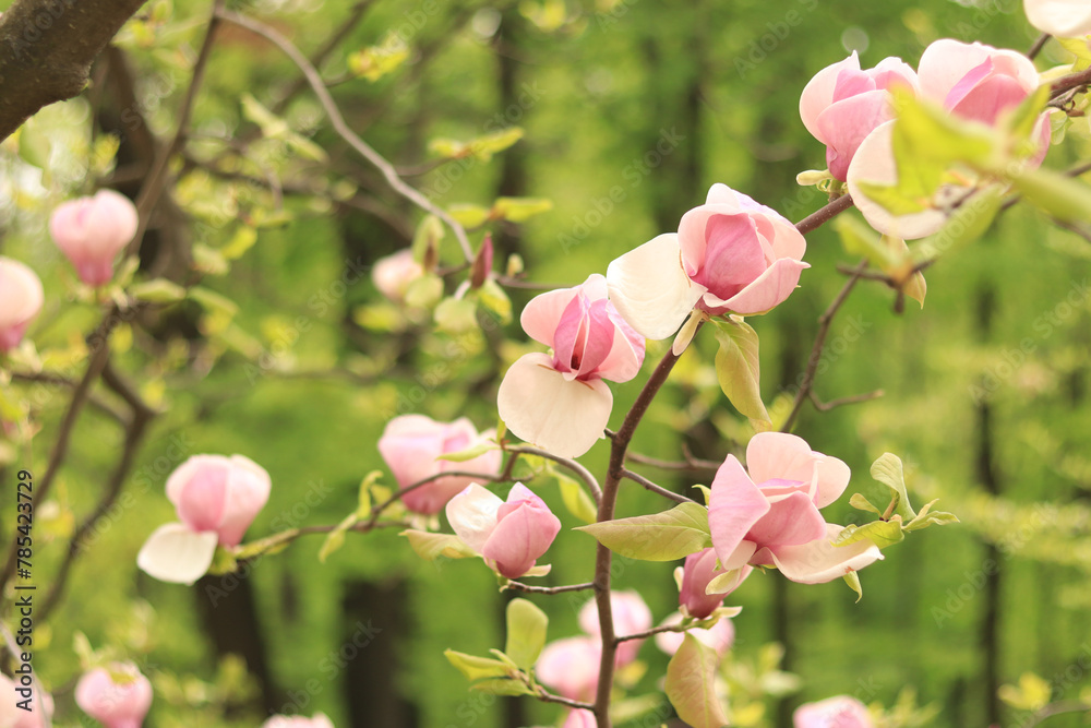 Fototapeta premium Magnolia flower, close-up on a blurred background. Spring blooming magnolia in the park. Beautiful pink flower. Magnolia flowers on a branch. Natural spring background with beautiful flowers