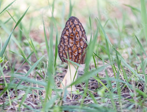 mushroom in the grass