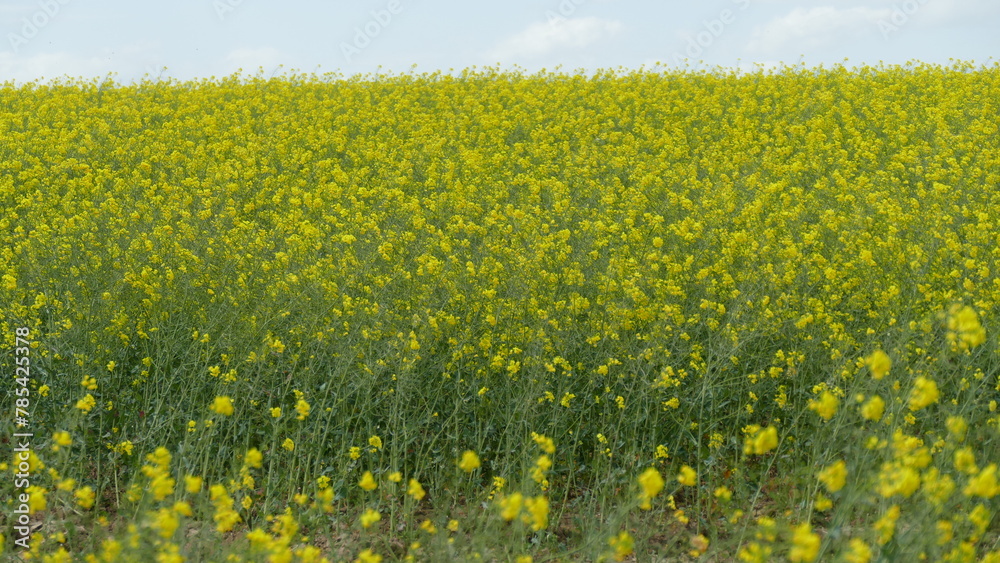 Fototapeta premium field of rapeseed plants