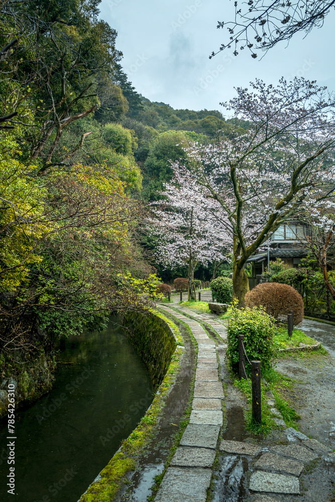 The philosopher's walk in Kyoto