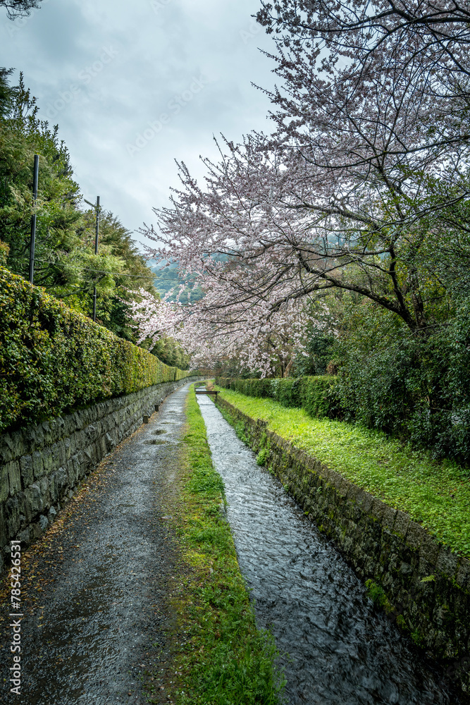 The philosopher's walk in Kyoto