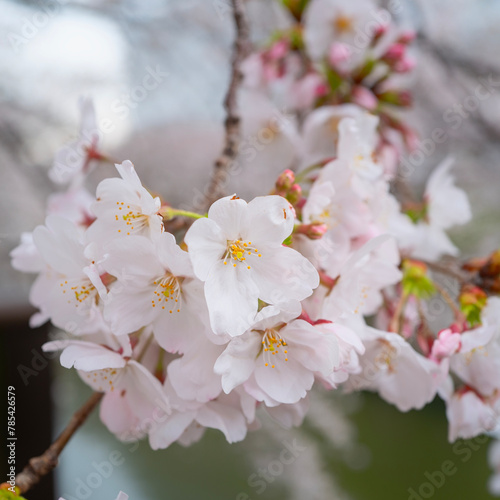 Close up of Cherry Blossom