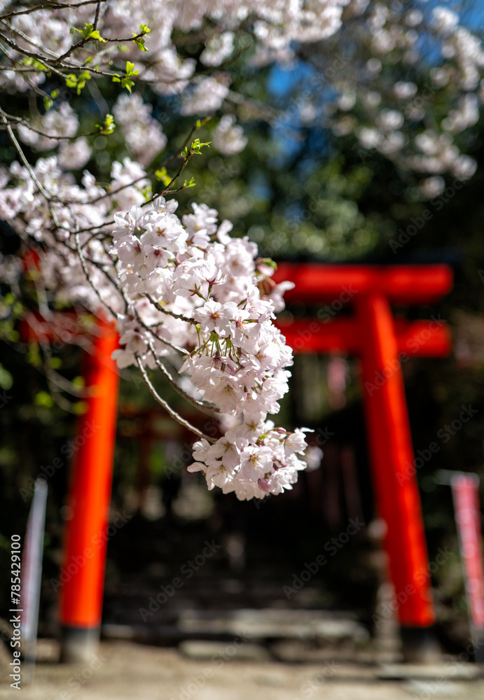 Japanese sakura (blossom) in Fukuoka