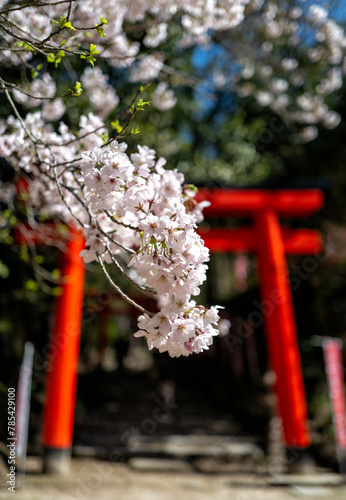 Obraz na płótnie Japanese sakura (blossom) in Fukuoka w salonie