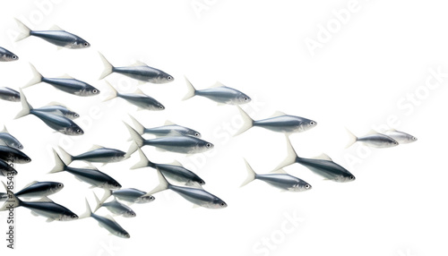 PNG Backgrounds fish white background repetition
