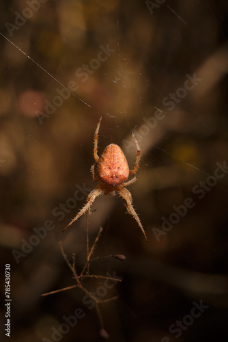 Bright orange brown spider Eriophora, a genus of orb-weaver spiders in its cobweb. Wildlife, insects world. Soft focused vertical macro