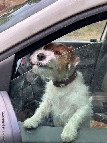 A purebred Jack Russell dog looks out of a car window. Dog in cars in the front seat. A pet guards the car.