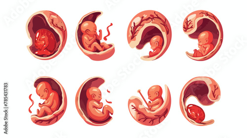 Embryo development month growth stages set Unborn hu