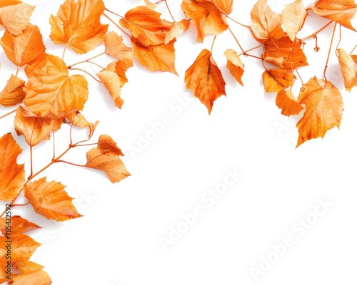 Leaves Fall. Autumn Border of Orange Leaves on White Background