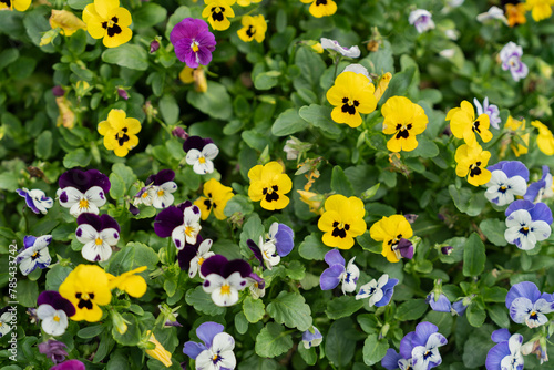 Viola tricolor var. hortensis