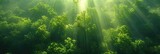 Sun Green. Stunning Forest Landscape with Sunlight Rays Among Green Trees