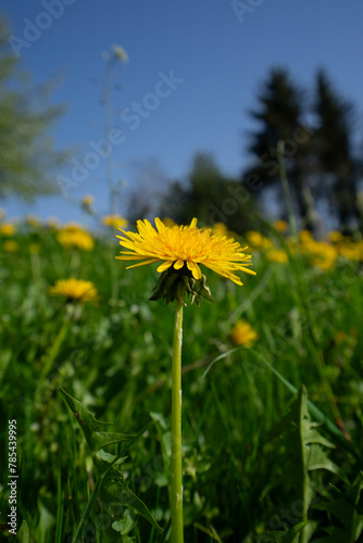 Close-up of yellow dandelion in green field with blue sky and trees in background