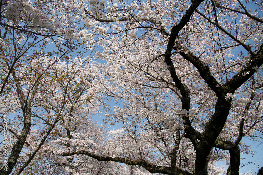 sakura sakura