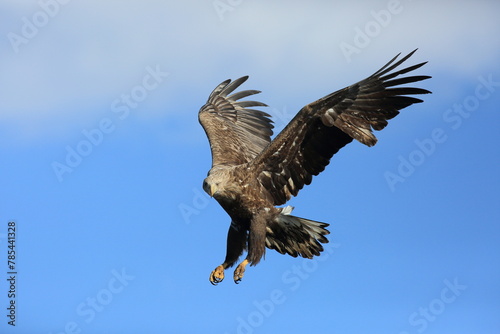 White-tailed eagle (Haliaeetus albicilla) is a large bird of prey, widely distributed across temperate Eurasia. This photo was taken in Japan.