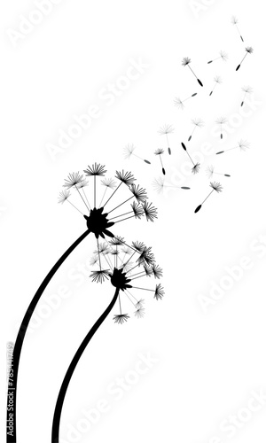 Dandelion silhouette with flying seeds isolated on a transparent or white background