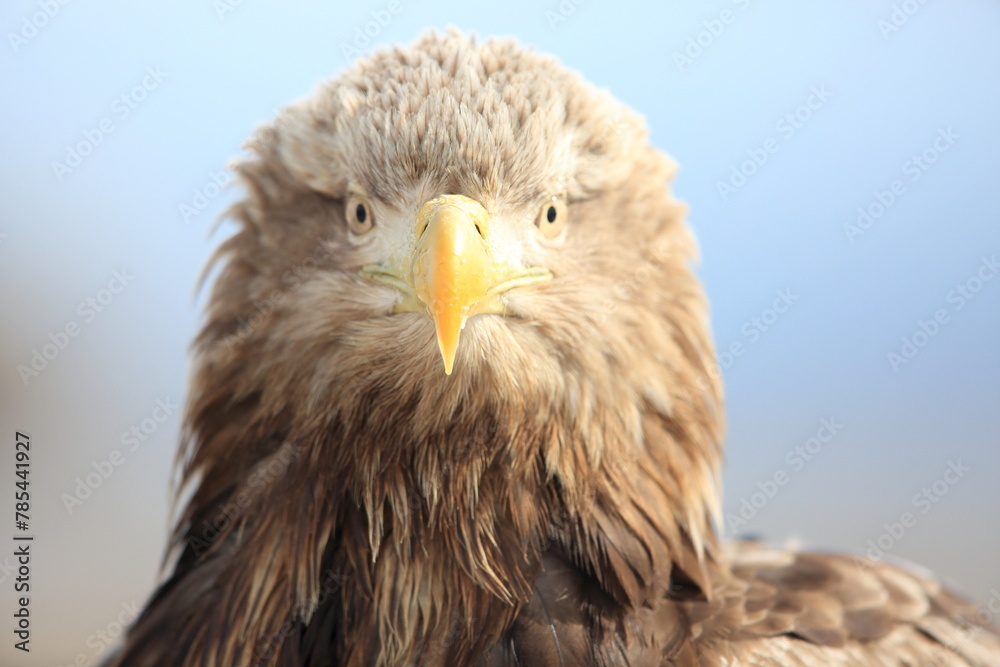 Obraz premium White-tailed eagle (Haliaeetus albicilla) is a large bird of prey, widely distributed across temperate Eurasia. This photo was taken in Japan.