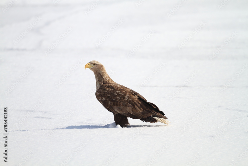 White-tailed eagle (Haliaeetus albicilla) is a large bird of prey, widely distributed across temperate Eurasia. This photo was taken in Japan. White-tailed eagle (Haliaeetus albicilla) is a large bird of prey, widely distributed across temperate Eurasia. This photo was taken in Japan.