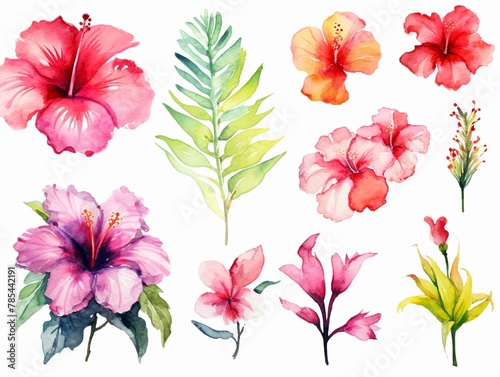 Watercolor paintings of various groups of hibiscus flowers and fern leaves.