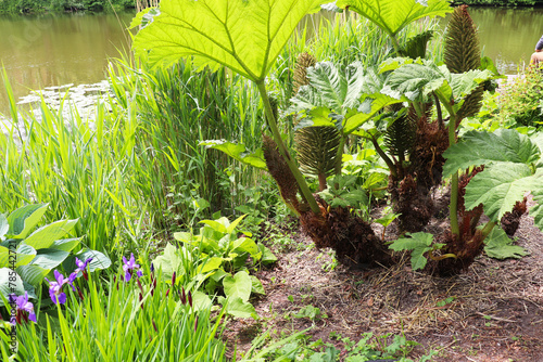 large herbaceous plant gunnera in a spring park on the shore of a lake
 photo
