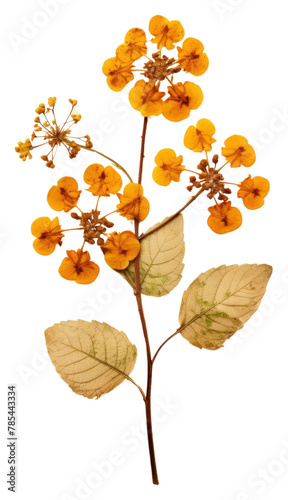 PNG  Real Pressed a lantana flower leaf plant