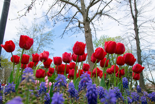 Close up shot of red tulips in Emirgan Park. The blooming red tulip in the spring.