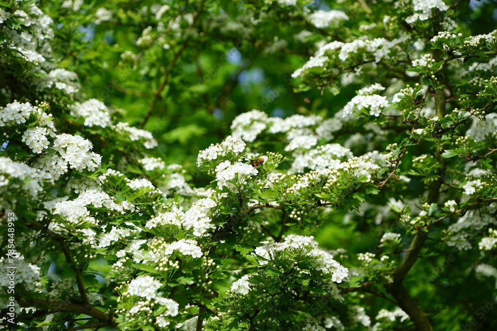 Weiße Blüten und Blätter des Weißdorns im Frühling, Hecke, Natur
