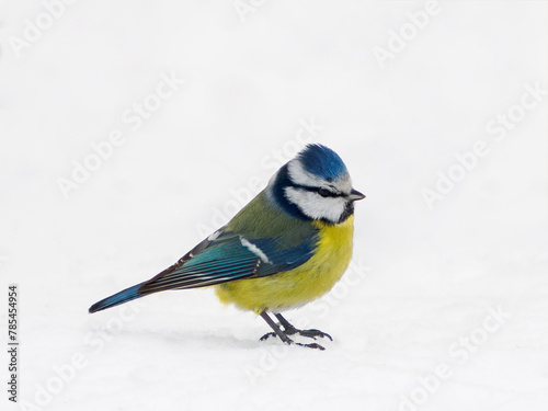 Side view of Blue Tit isolated on white snow photo