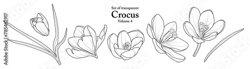 A series of isolated flower in cute hand drawn style. Crocus in black outline and white plain on transparent background. Drawing of floral elements for coloring book or fragrance design. Volume 4.