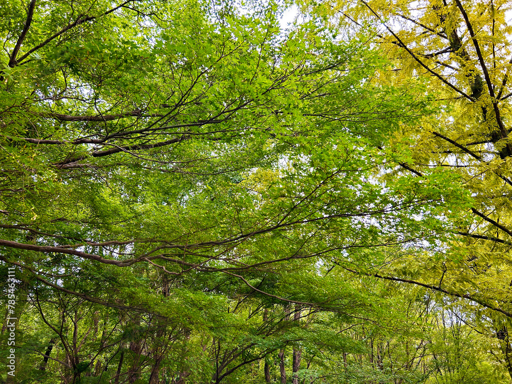 Fototapeta premium 新緑の公園