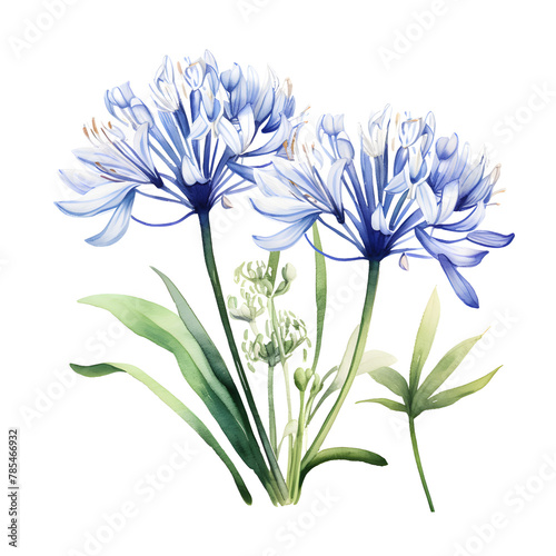 agapanthus watercolor style, illustration. photo