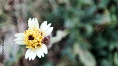 Tridax procumbens wild flower plants dancing in the wind in the rice fields in the dry season. Blur Background, selective focus, negative space. Gletangan, orang aring, coat buttons or tridax daisy.  photo