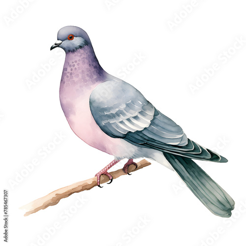 columba livia bird watercolor style, illustration.