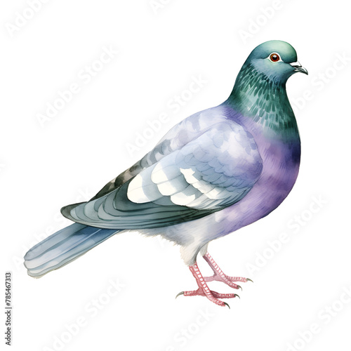 columba livia bird watercolor style, illustration.