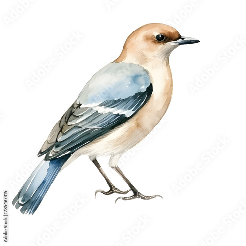 A bird watercolor style, illustration.