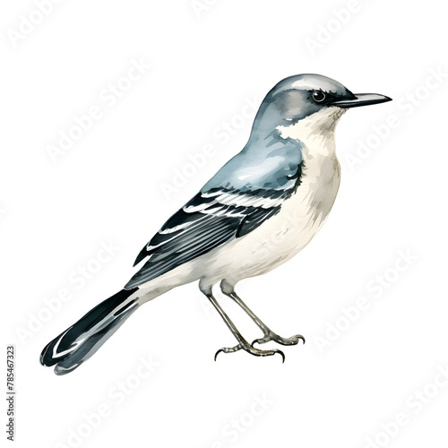 A bird watercolor style, illustration.