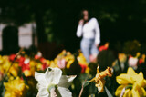 Blurred silhouette of a woman walking among blooming spring flowers in the park, garden. Multicolored yellow and red tulips and daffodils, narcissus.