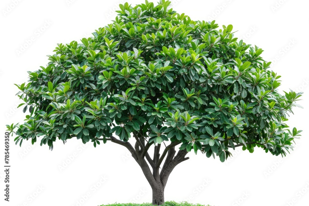 Isolated Buckeye Tree on White Background with Clipping Path for Easy Cut-Out. Nature and Environment Concept in Green. Isolated Buckeye Tree on White Background with Clipping Path for Easy Cut-Out. Nature and Environment Concept in Green.