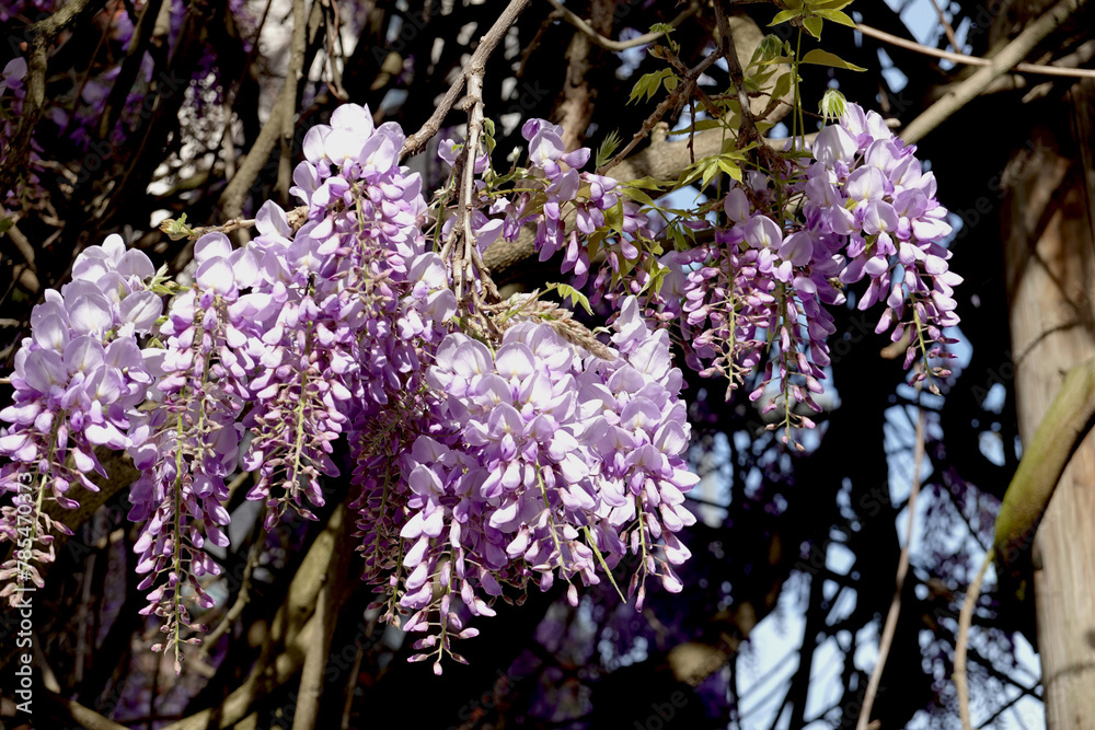 Fototapeta premium Glycine en floraison retombante