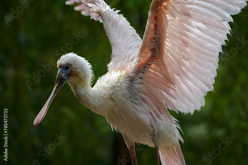 Portrait of Roseate Spoonbill also known as Platalea Ajaja wading in a swamp preening its feathers photo