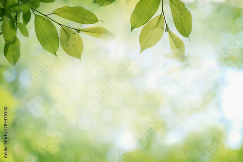 Blurred natural background with green tree leaves 