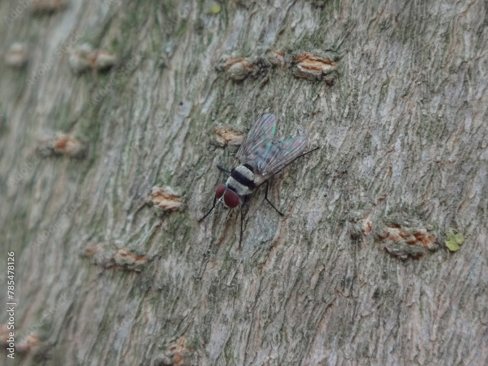 Fototapeta premium Striped root-maggot fly (Anthomyia illocata) sitting on tree bark